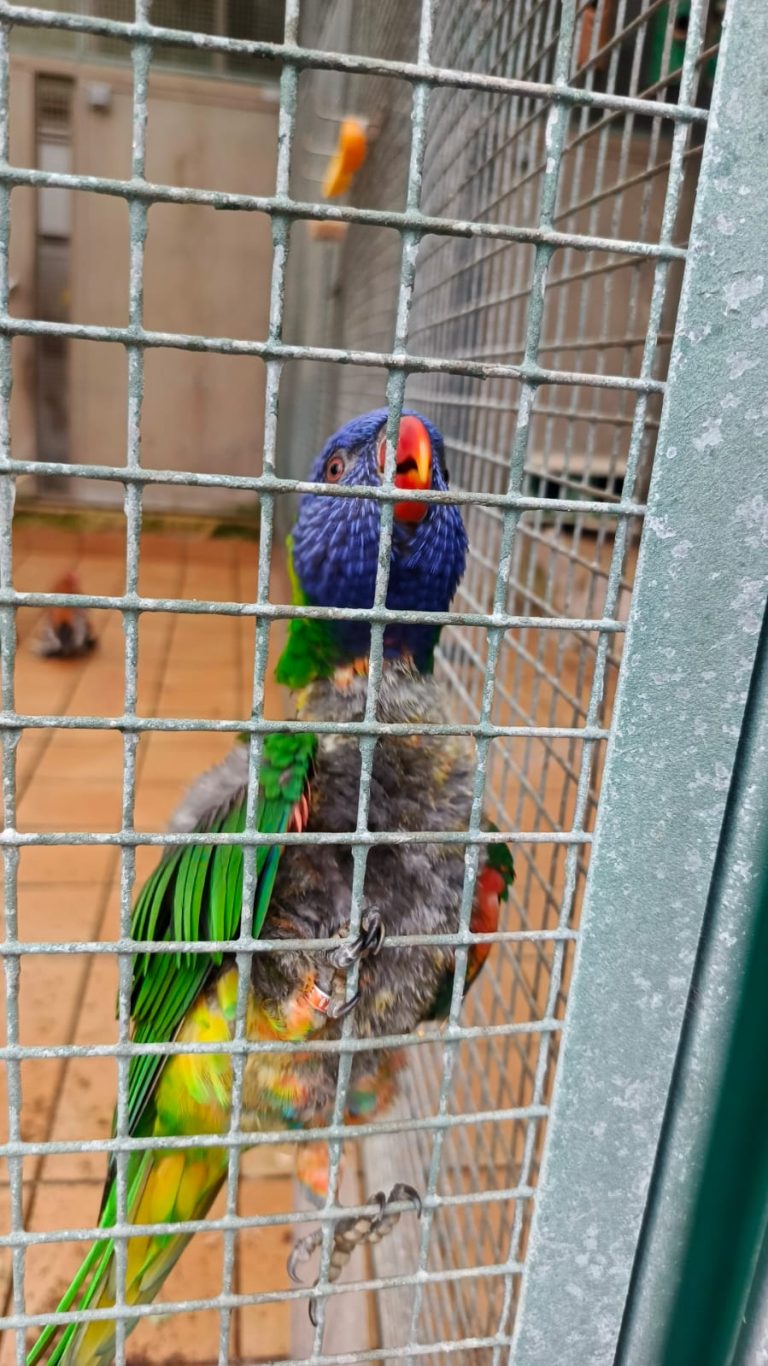 Entre el vuelo y el refugio